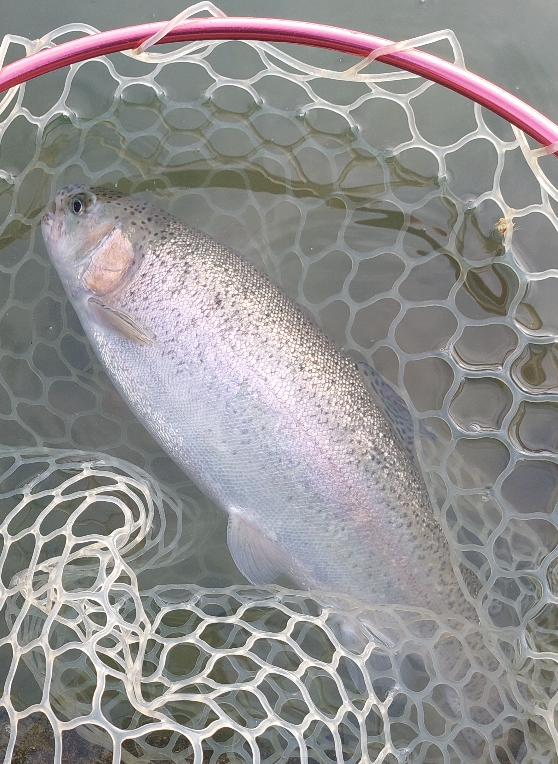 11月23日（日）武蔵野市　武蔵野金魚さん