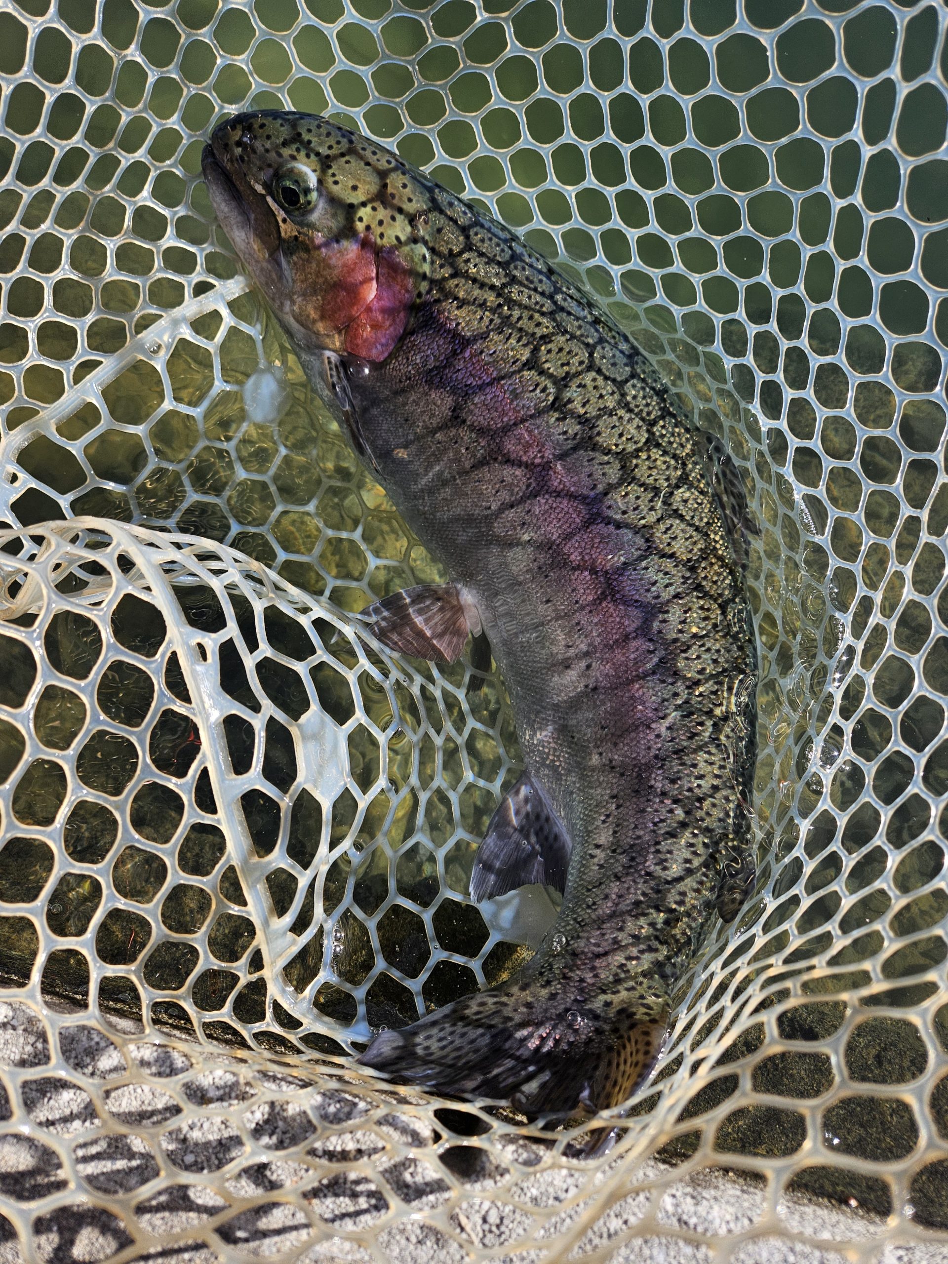 11月24日(月)　杉並区　さいとうさん