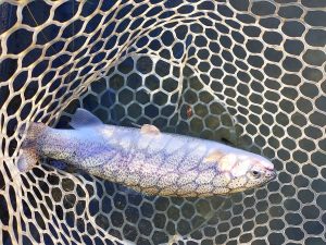 11月24日(月)　八王子市　平山さん