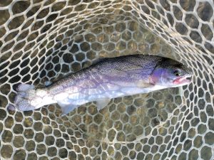 11月26日（水）八王子市　うすいさん