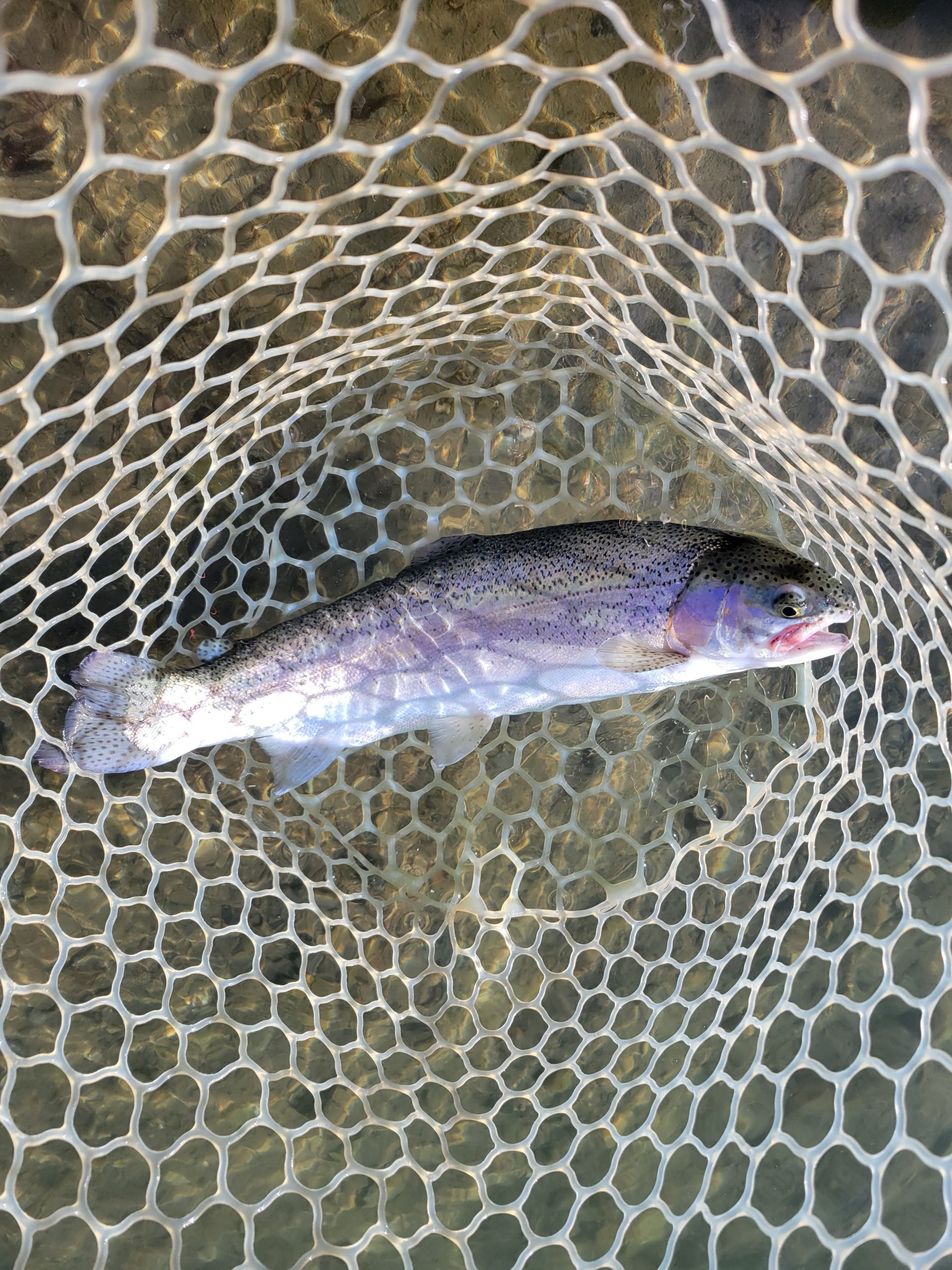 11月26日（水）八王子市　うすいさん