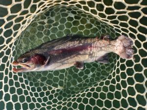 11月28日（金）あきる野市　ひ　さん