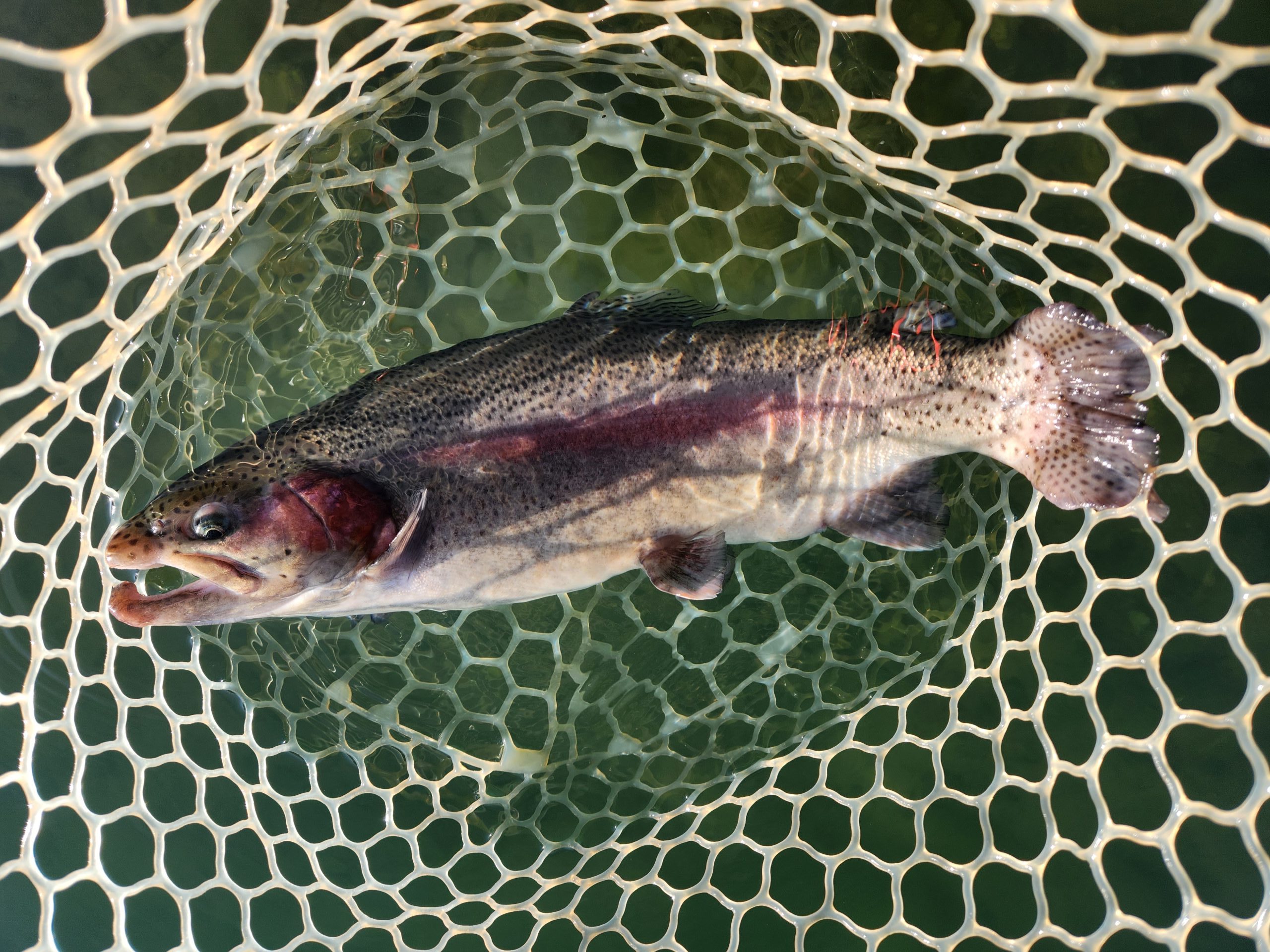 11月28日（金）あきる野市　ひ　さん