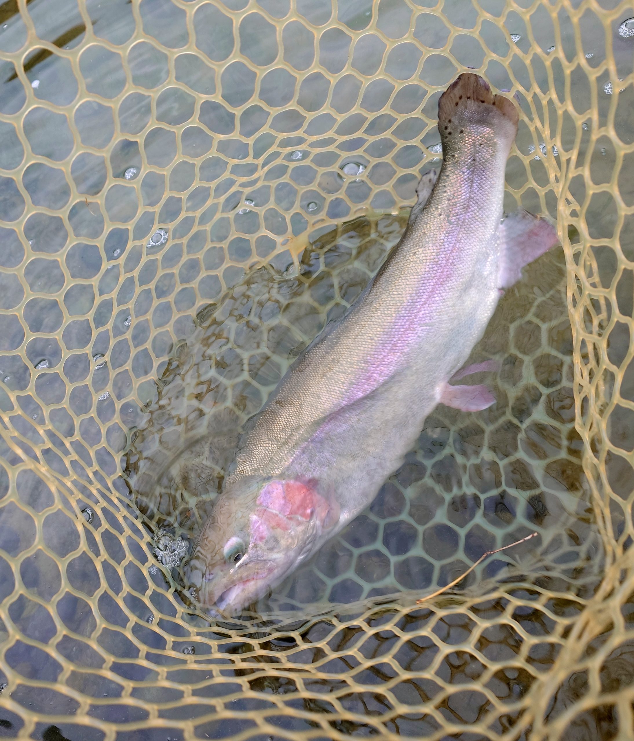 11月25日(火)　坂戸市　イチローさん