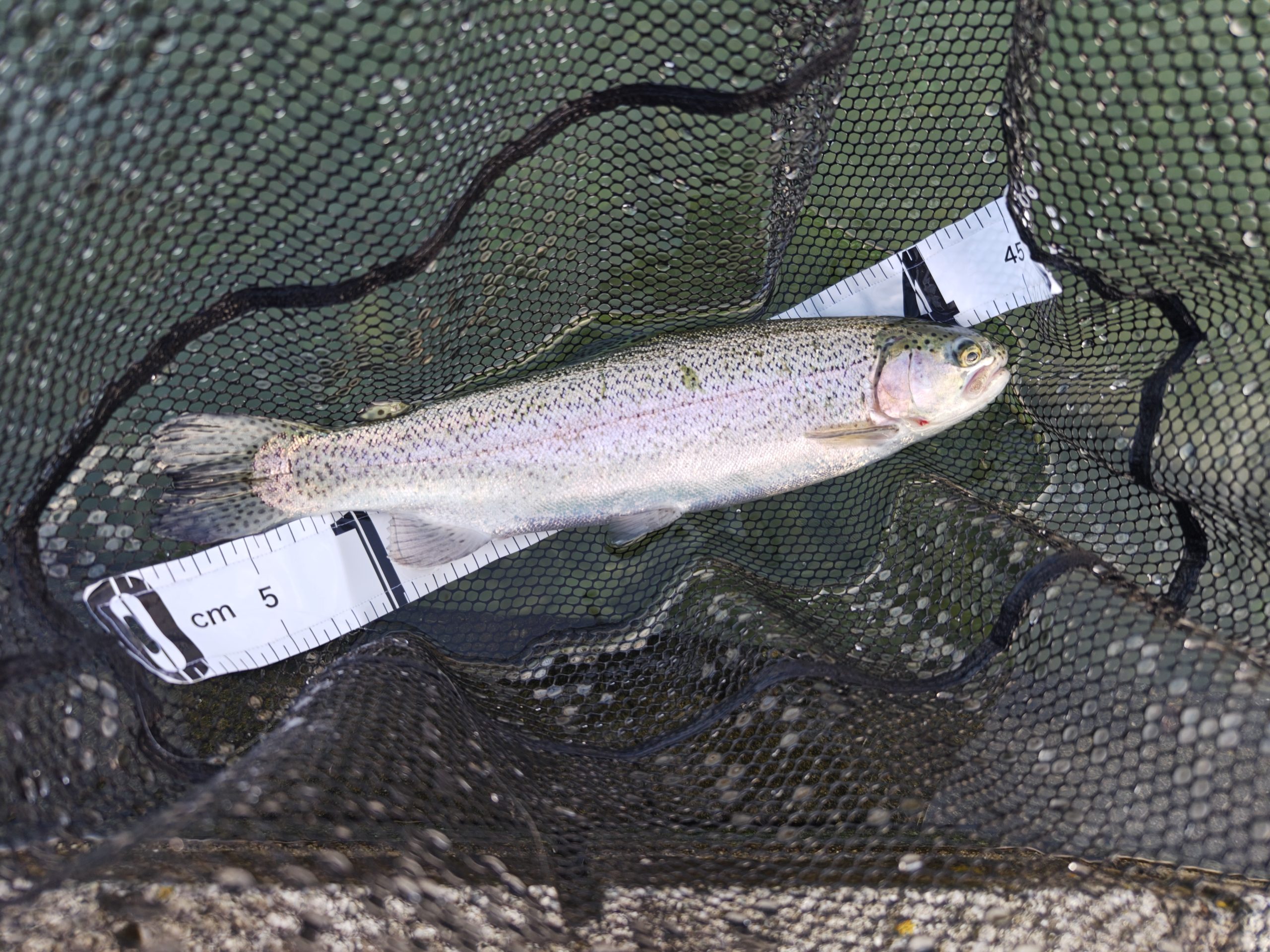 11月7日（金）　武蔵村山市　佐藤さん