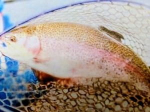 11月2日（日）　荒川区　まことっちさん