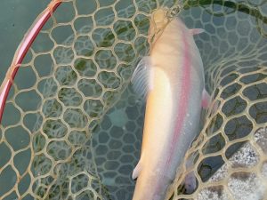 １１月５日（水）町田市　斉藤さん