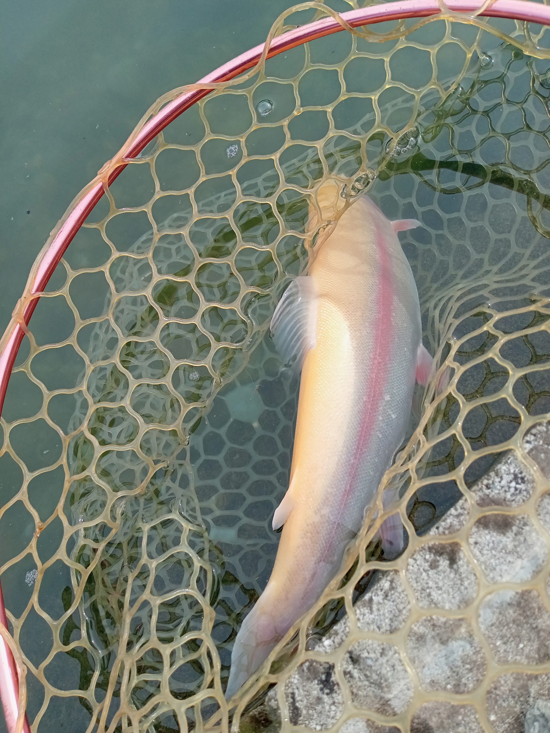 １１月５日（水）町田市　斉藤さん