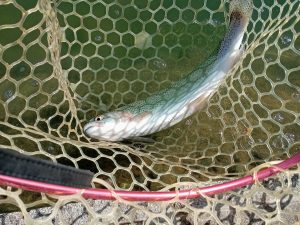 11月21日（金）町田市　斉藤敏行　さん