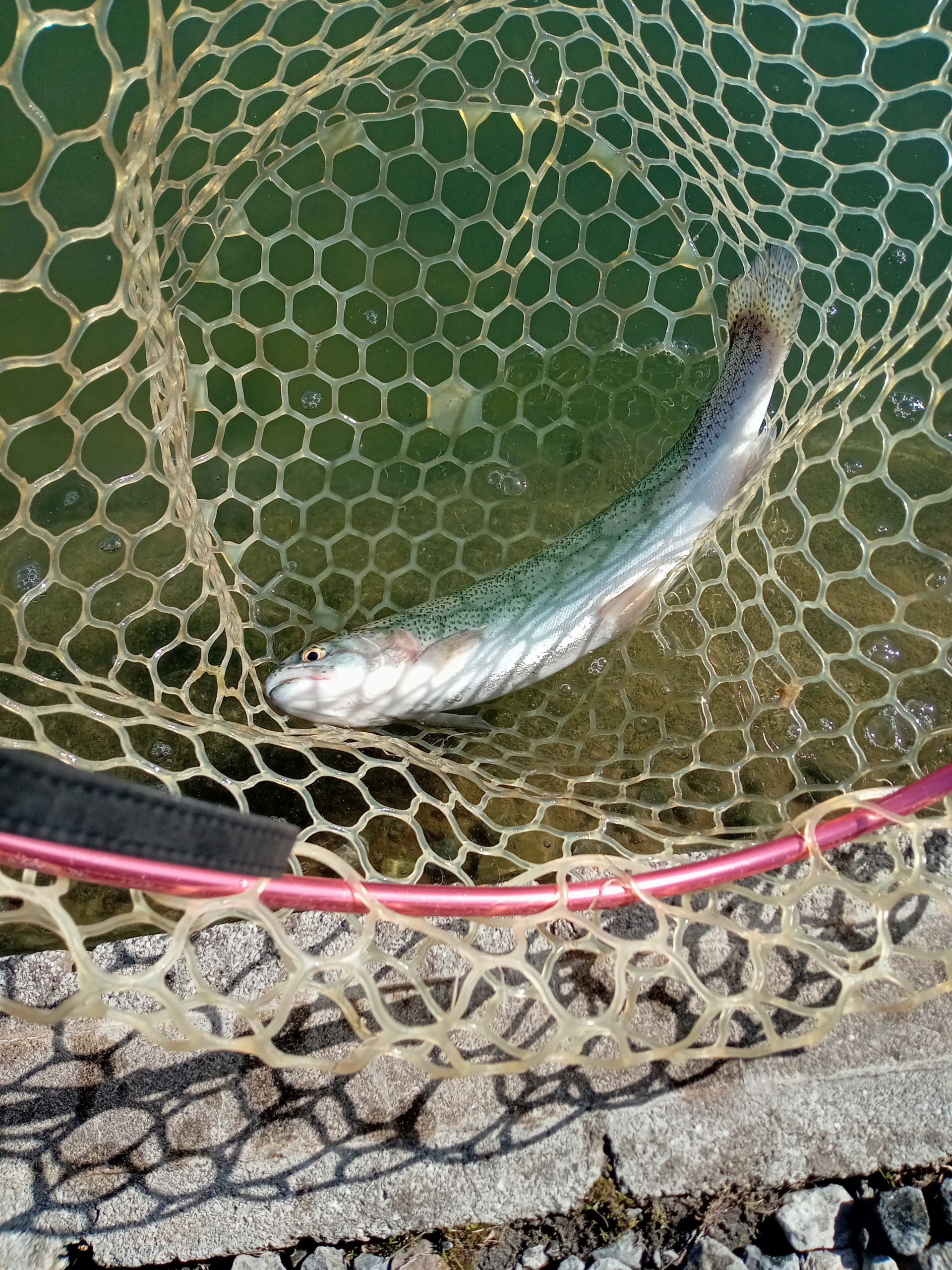 11月21日(金)町田市 斉藤敏行 さん