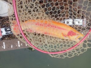 11月23日（日）藤岡市　上州男さん