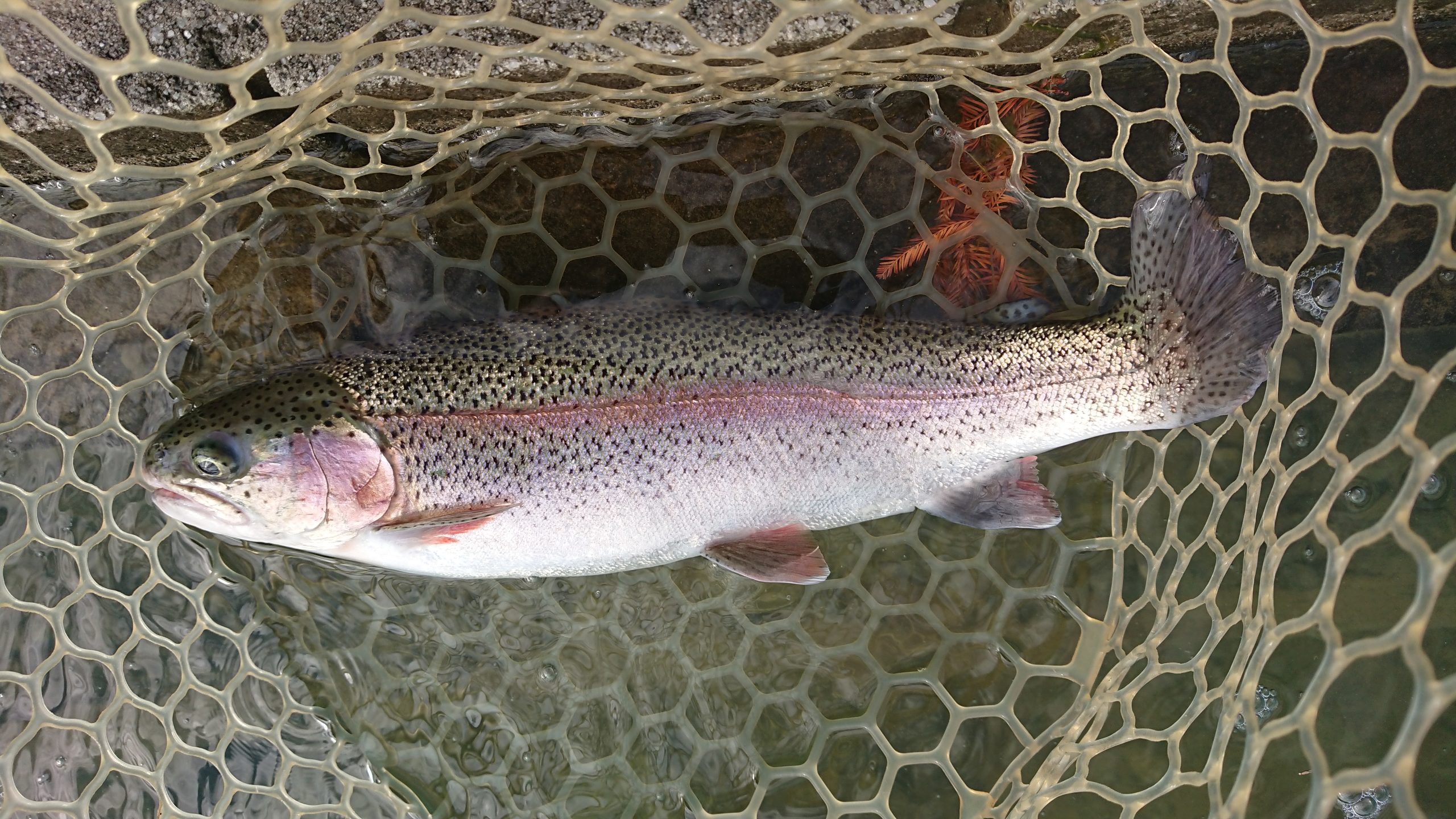 11月29日（土）　練馬区　あんちゃんさん