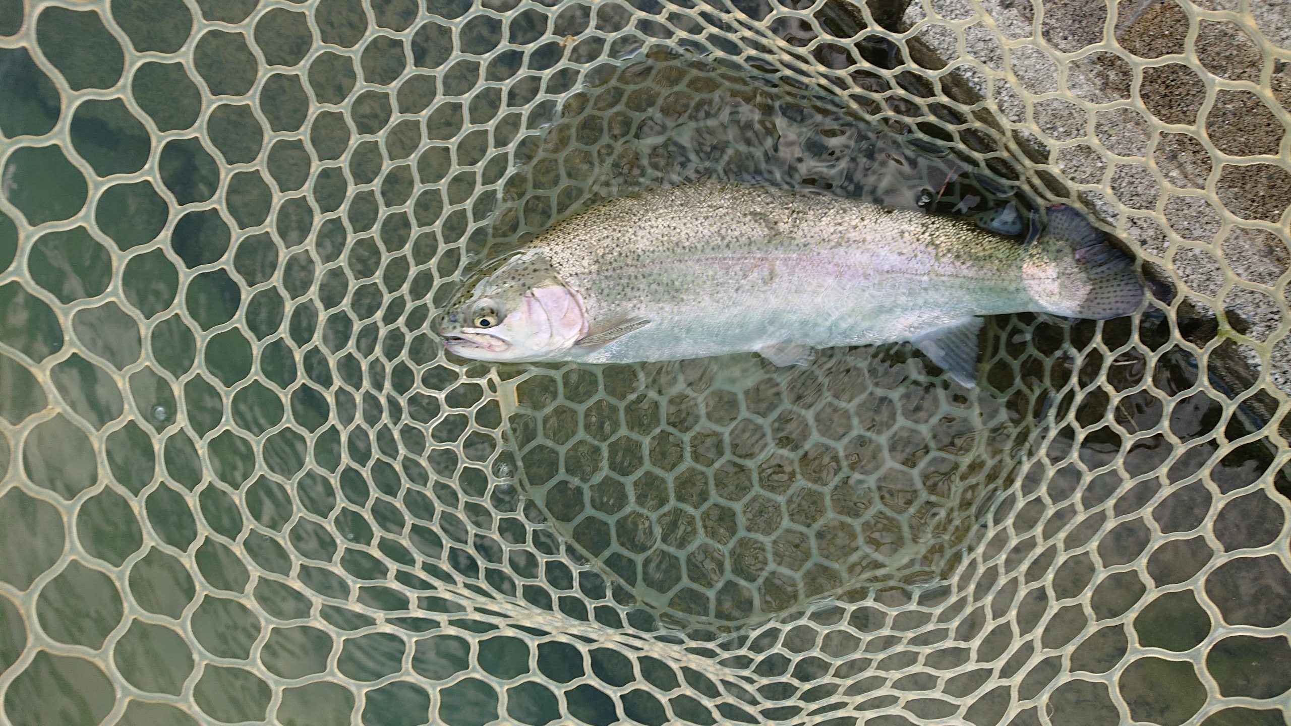 11月14日(金)日の出町 田村さん