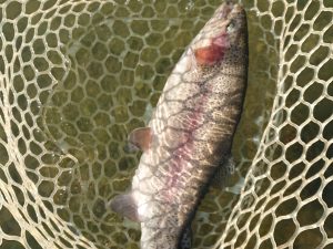 11月15日（土）日の出町　田村さん