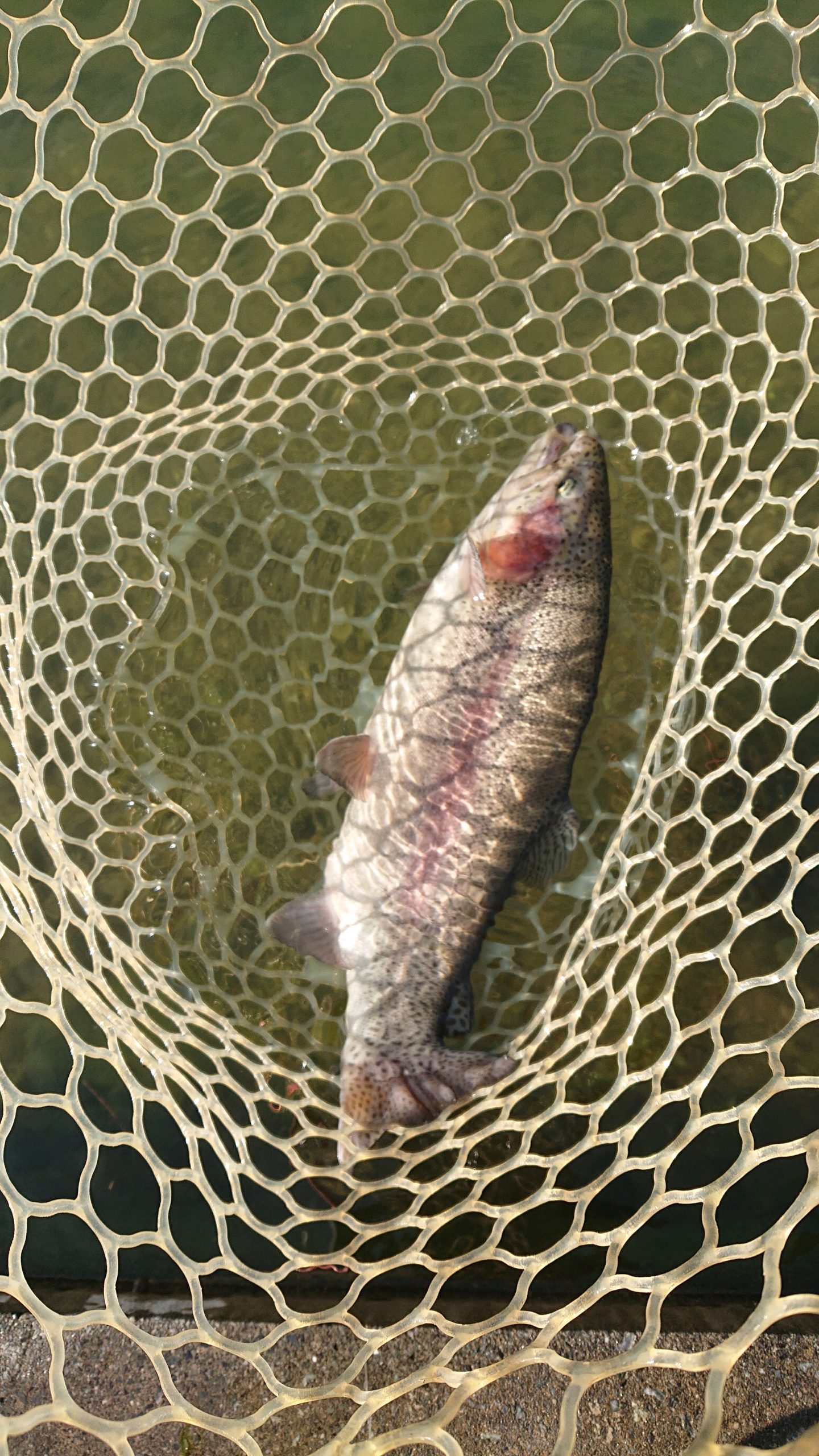 11月15日（土）日の出町　田村さん