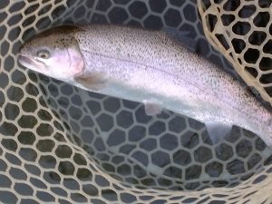 11月9日（日）　三鷹市　くにザイルさん