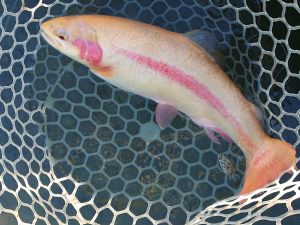 11月22日（土）日の出町　田村さん