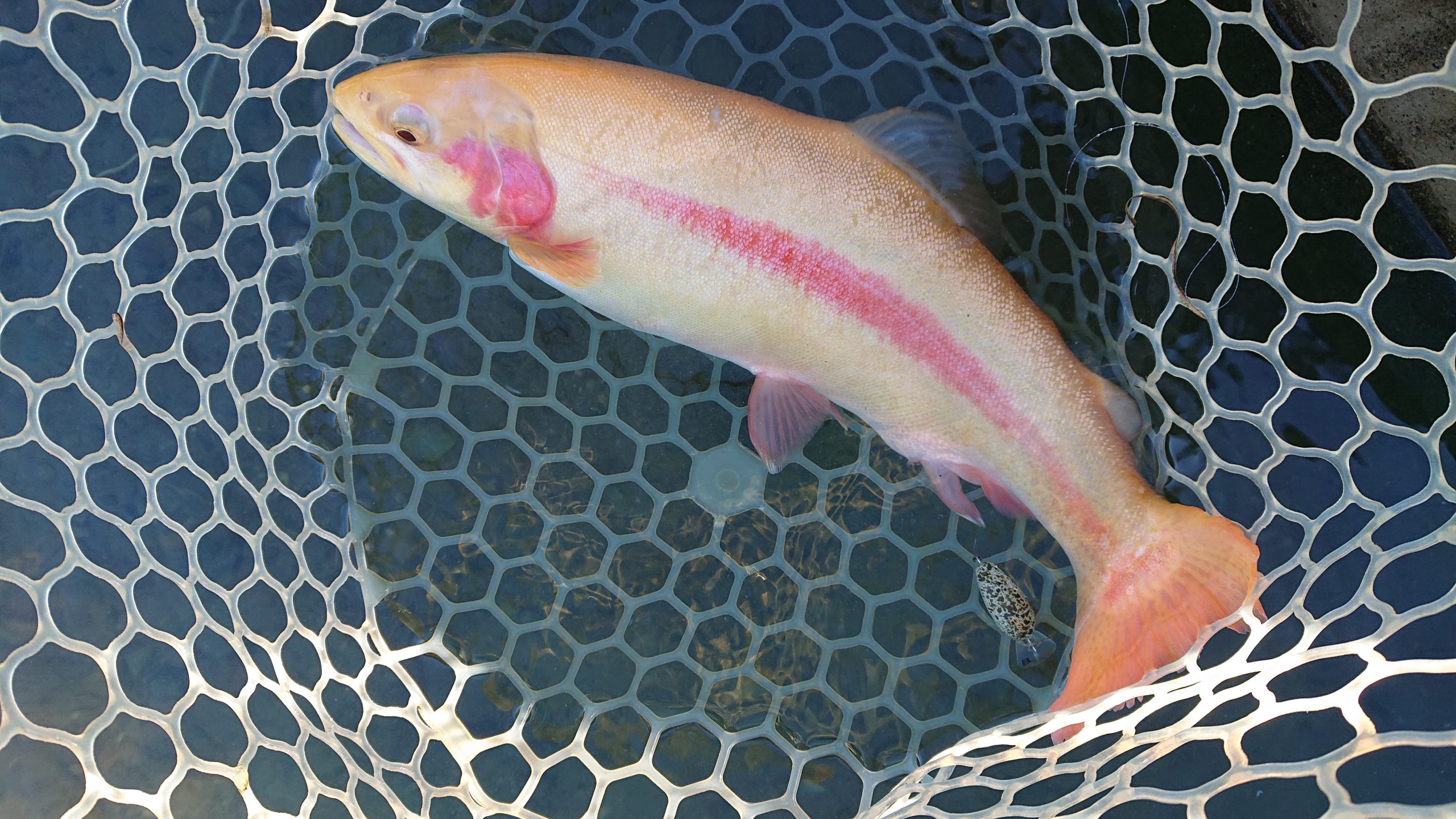 11月22日（土）日の出町　田村さん