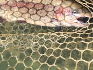 11月18日（火）コロンレインボーさん