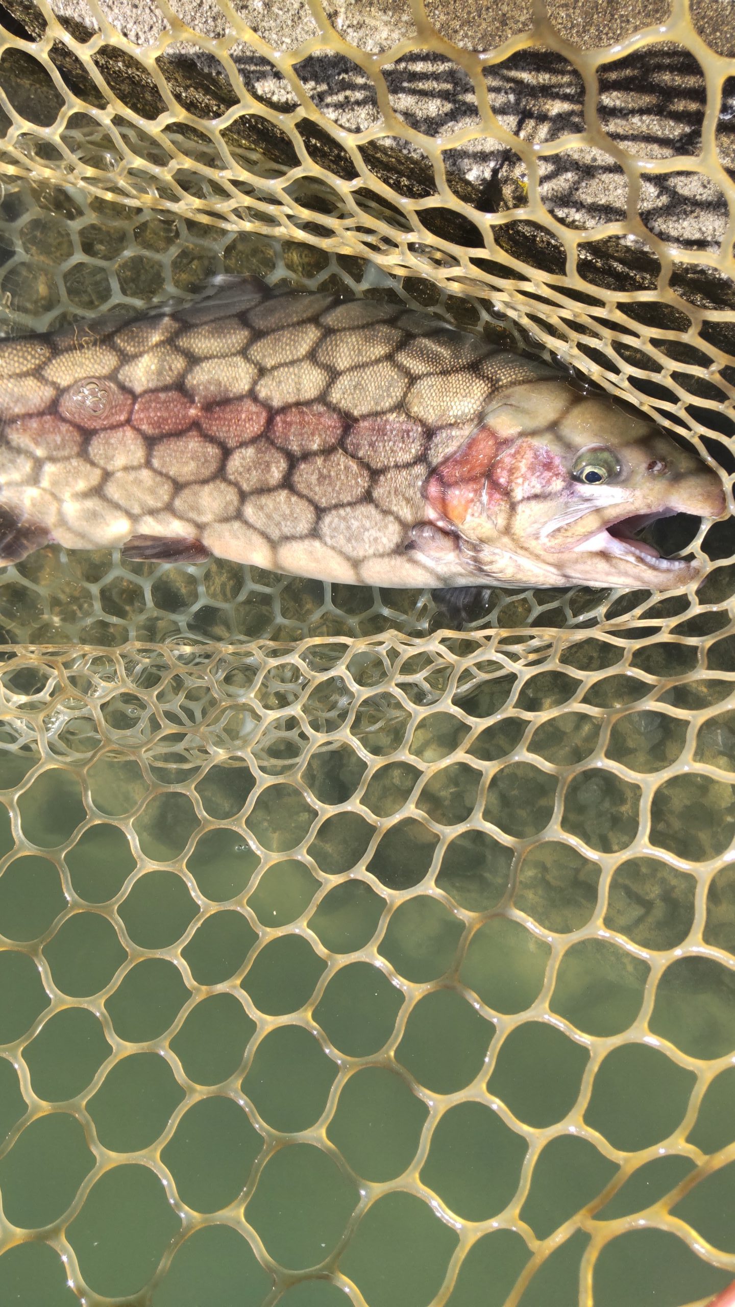 11月18日（火）コロンレインボーさん