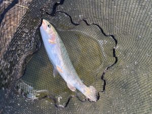 11月24日(月)　町田市　トヨシマさん