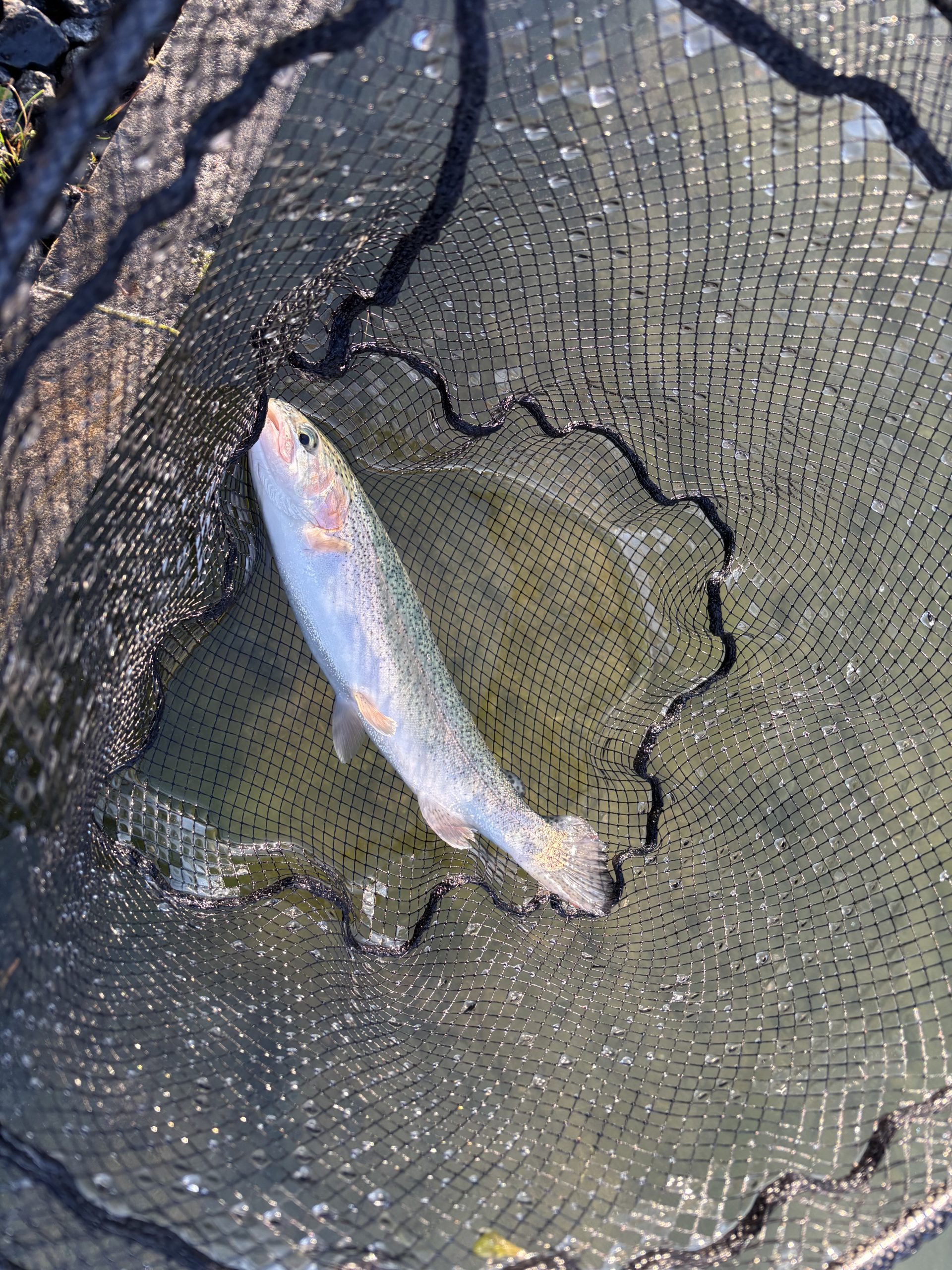 11月24日(月)　町田市　トヨシマさん