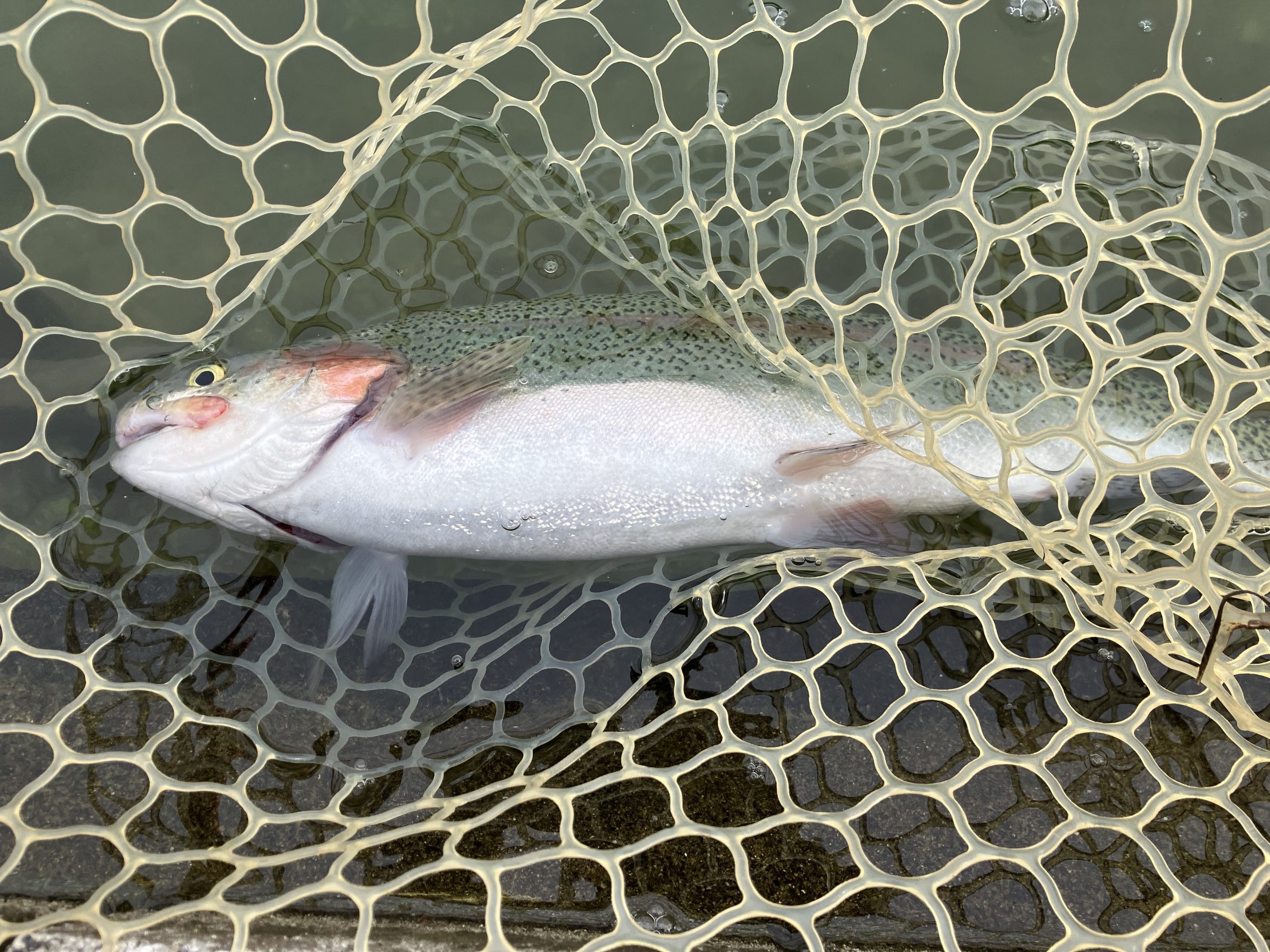 11月5日(水)越谷市 iwana107さん