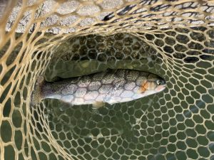 11月26日（水）越谷市　iwana107さん