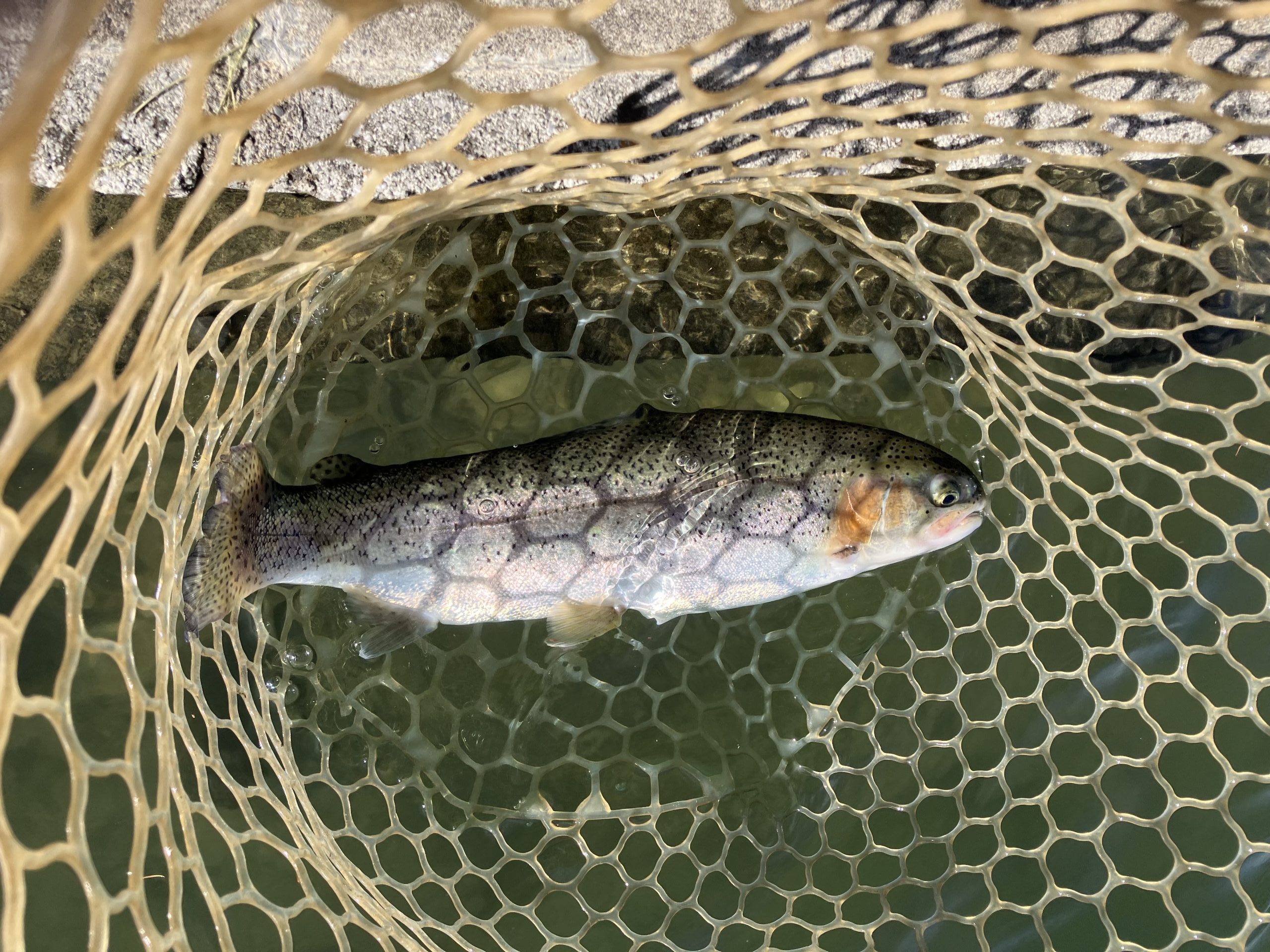 11月26日（水）越谷市　iwana107さん