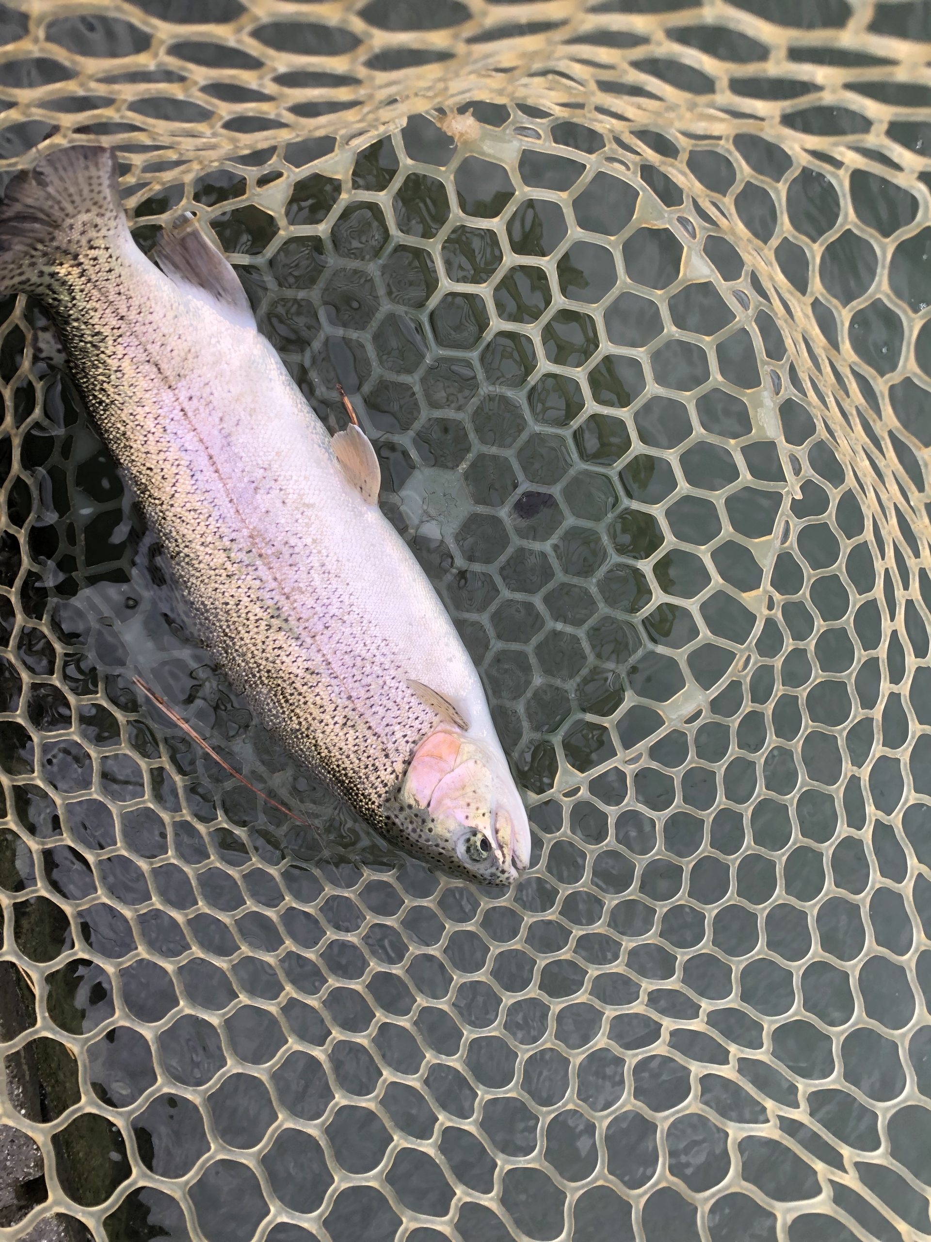 11月8日（土）八王子市　ムーキーさん