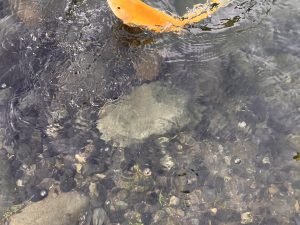 11月2日（日）小平市　しいたけさん