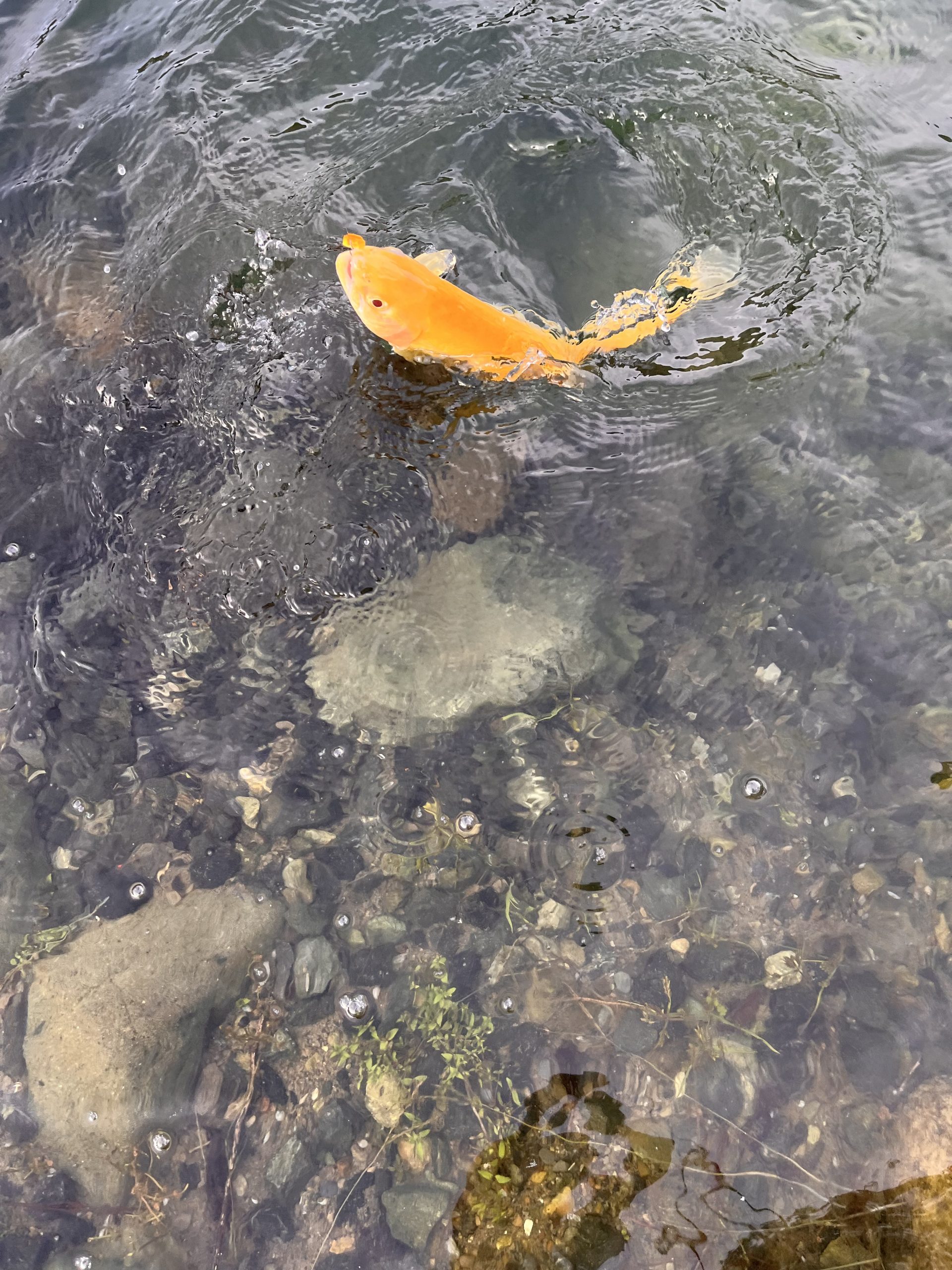 11月2日(日)小平市 しいたけさん