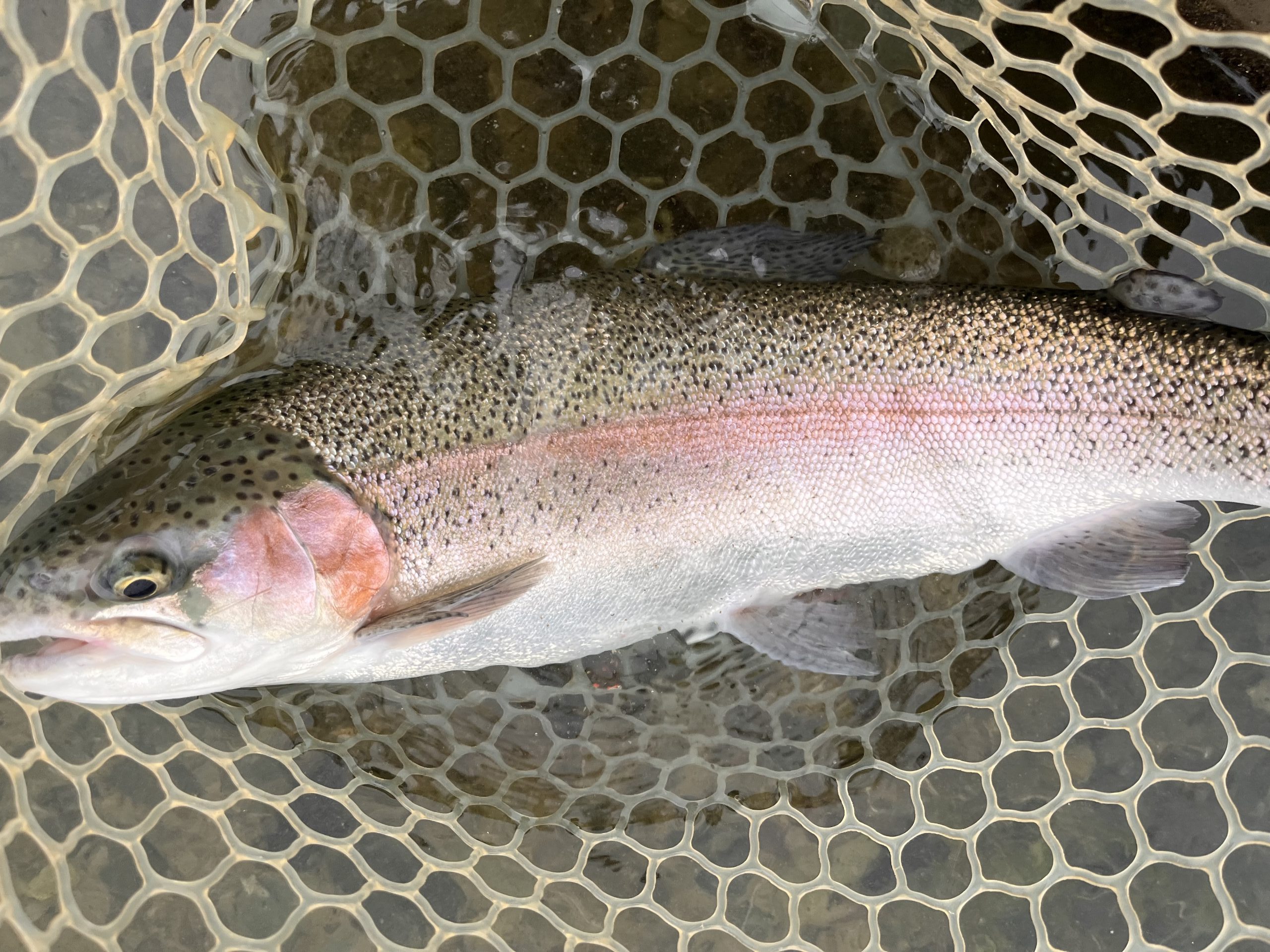 11月9日（日）　小平市　しいたけさん