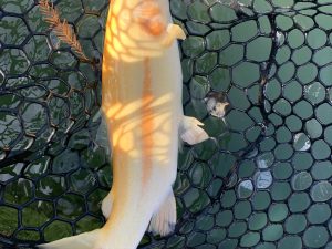 11月4日(火)　国立市　K.Tさん