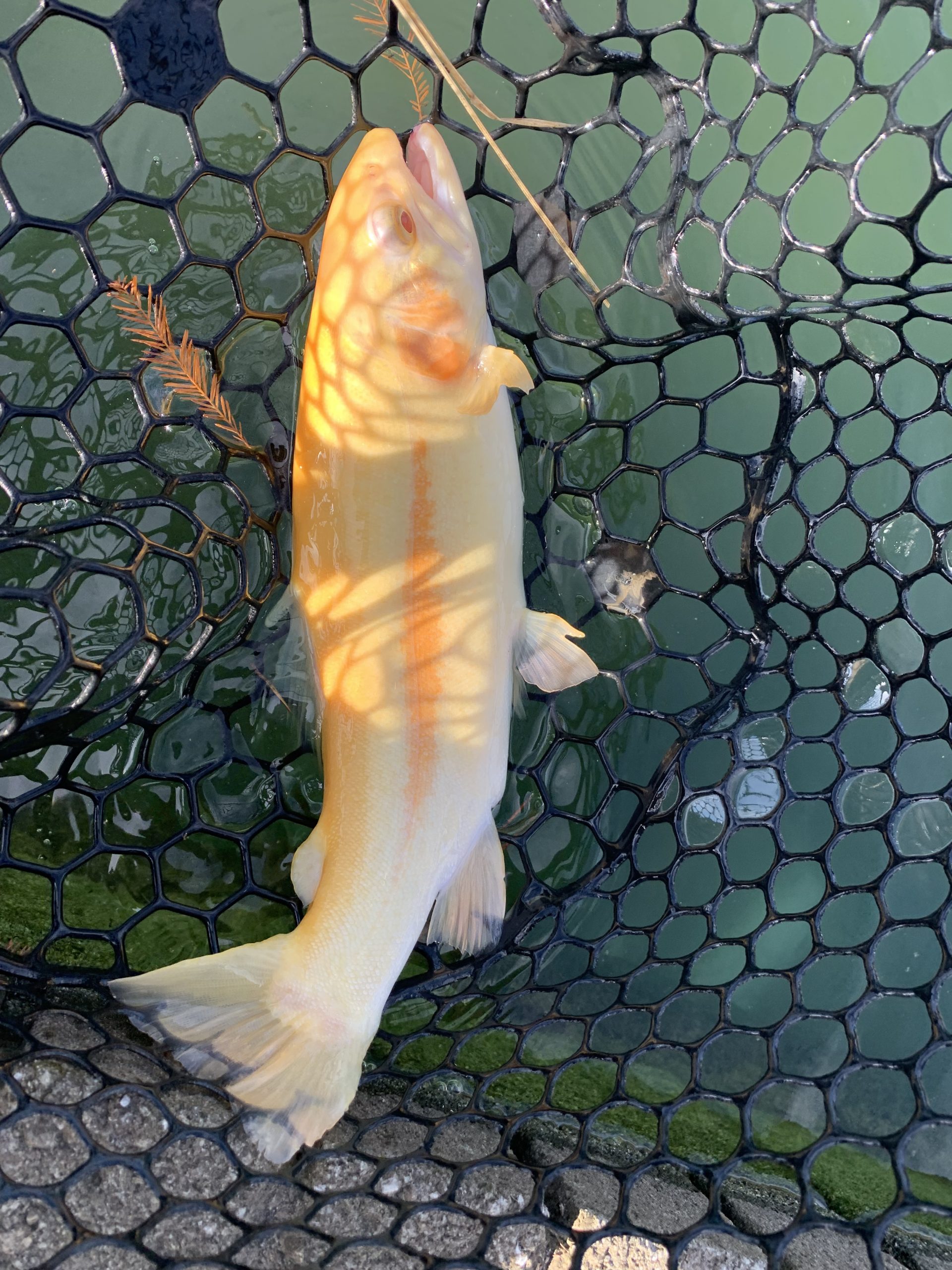 11月4日(火)　国立市　K.Tさん