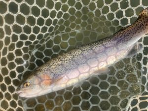 11月16日（日）小平市　しいたけさん