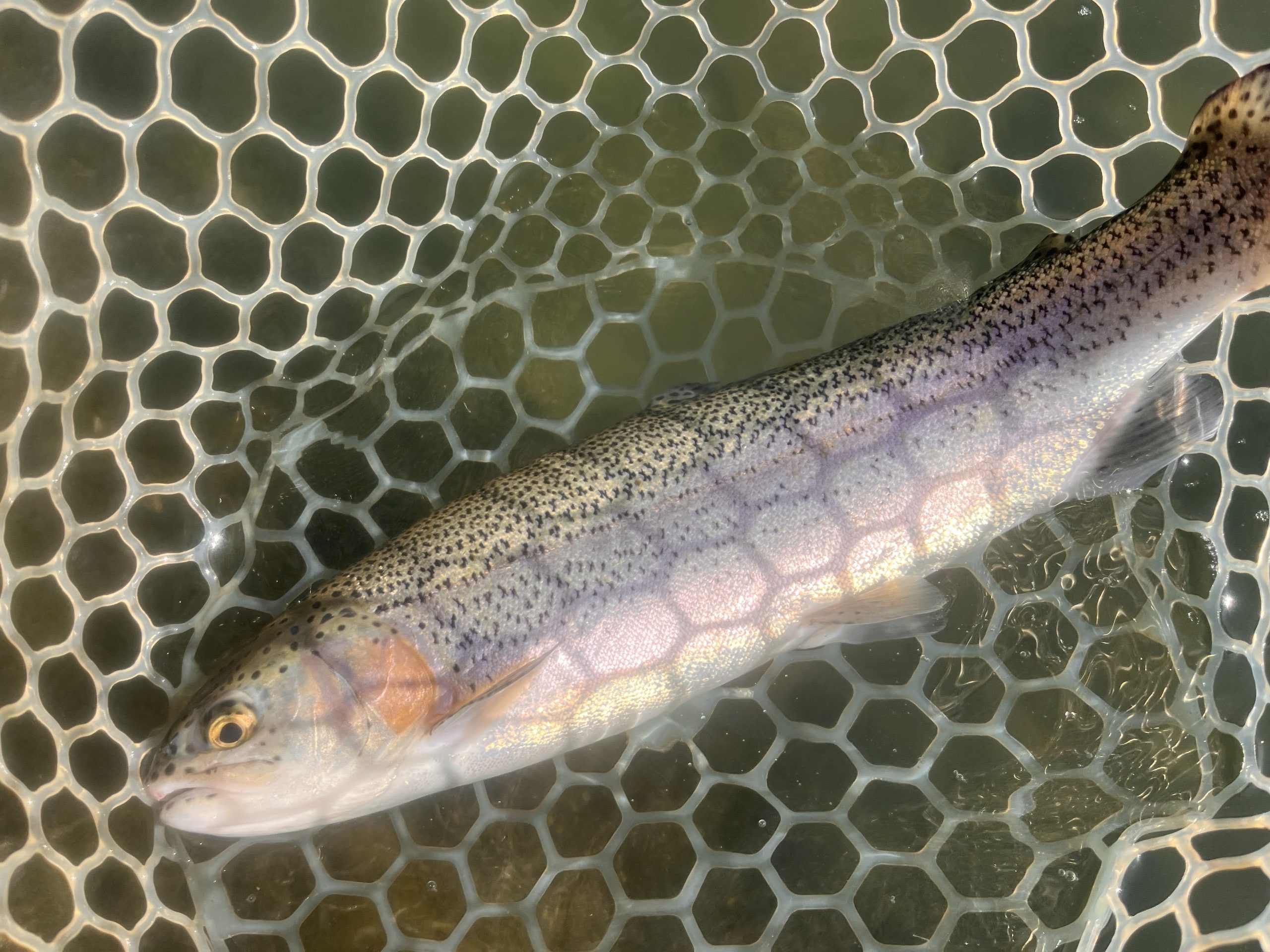 11月16日（日）小平市　しいたけ　さん