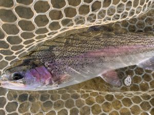 11月22日（土）小平市　しいたけさん