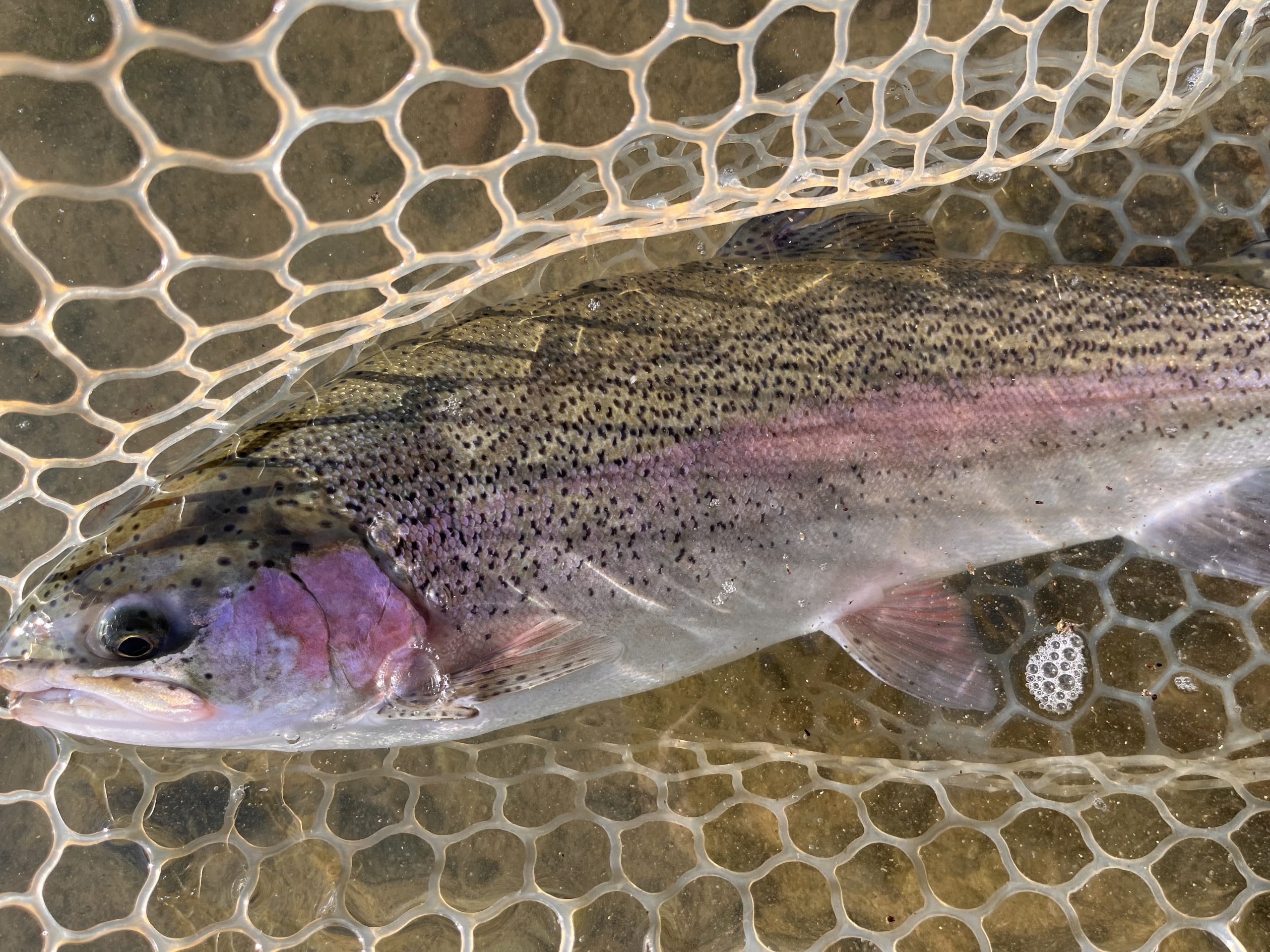 11月22日（土）小平市　しいたけさん