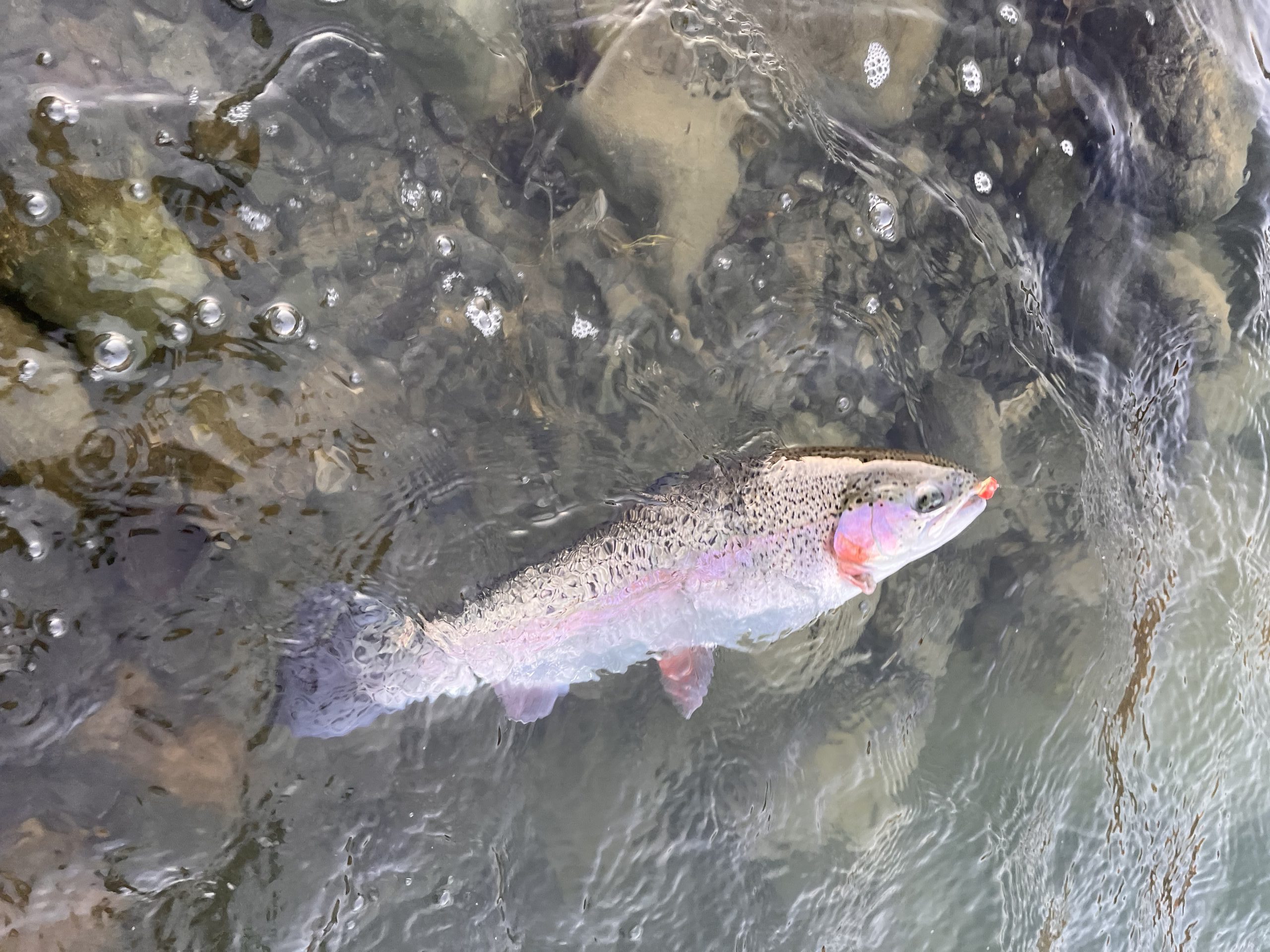 11月24日（月）　小平市　しいたけさん