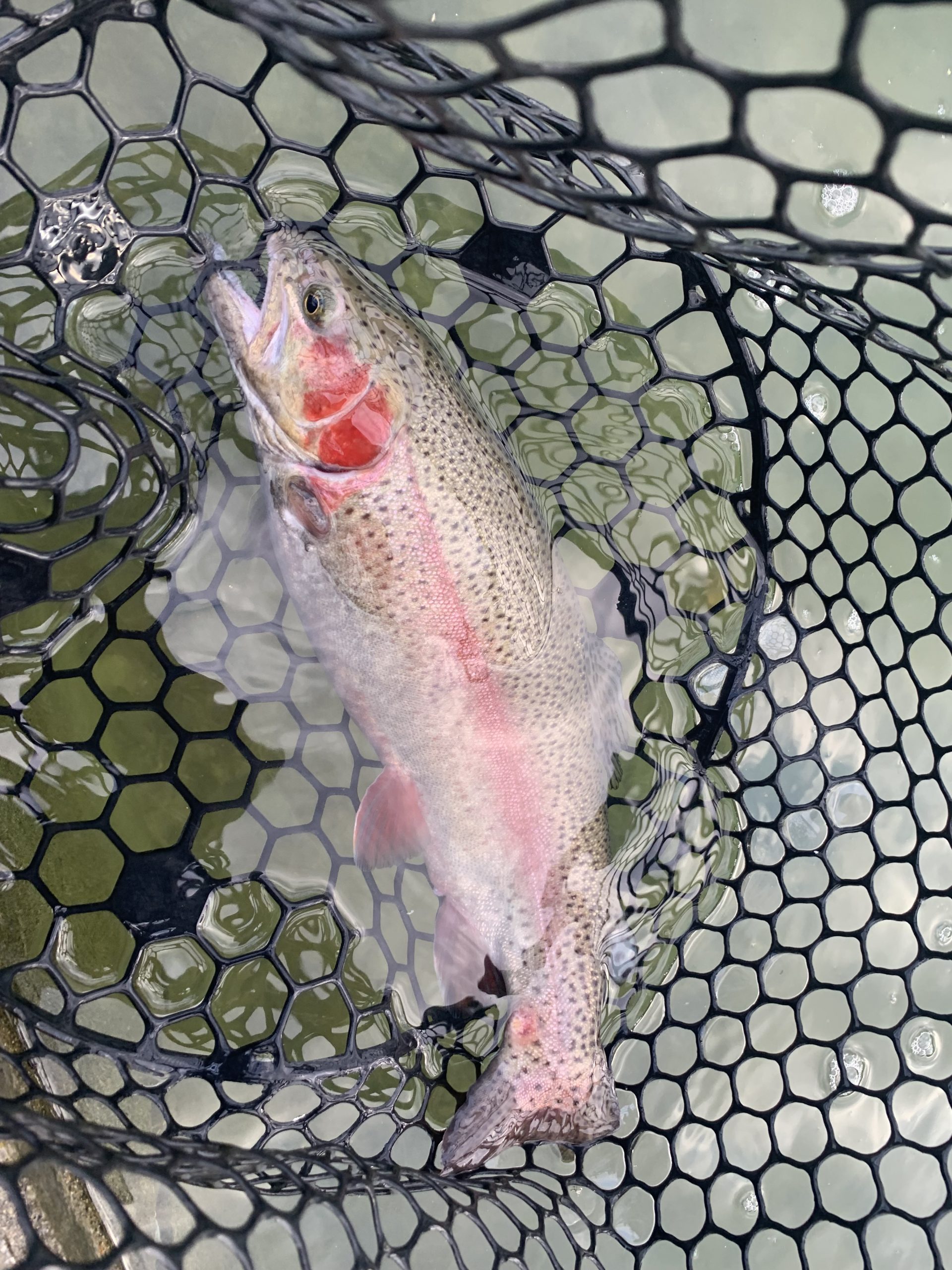 11月8日（土）国立市東　K.Tさん