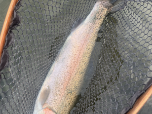 11月17日(月)　国立市　K.Tさん