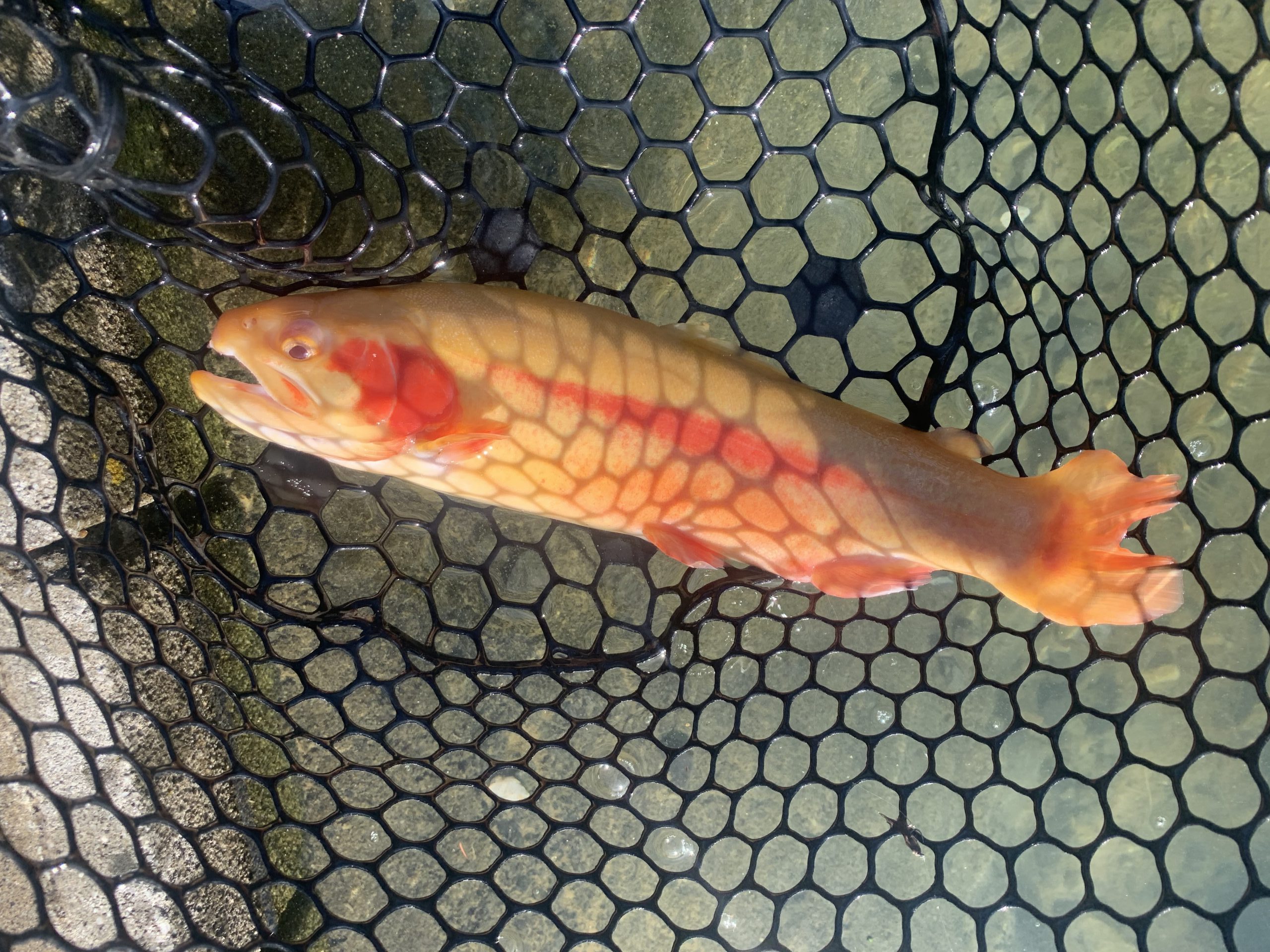 11月28日（金）国立市東　K.T　さん