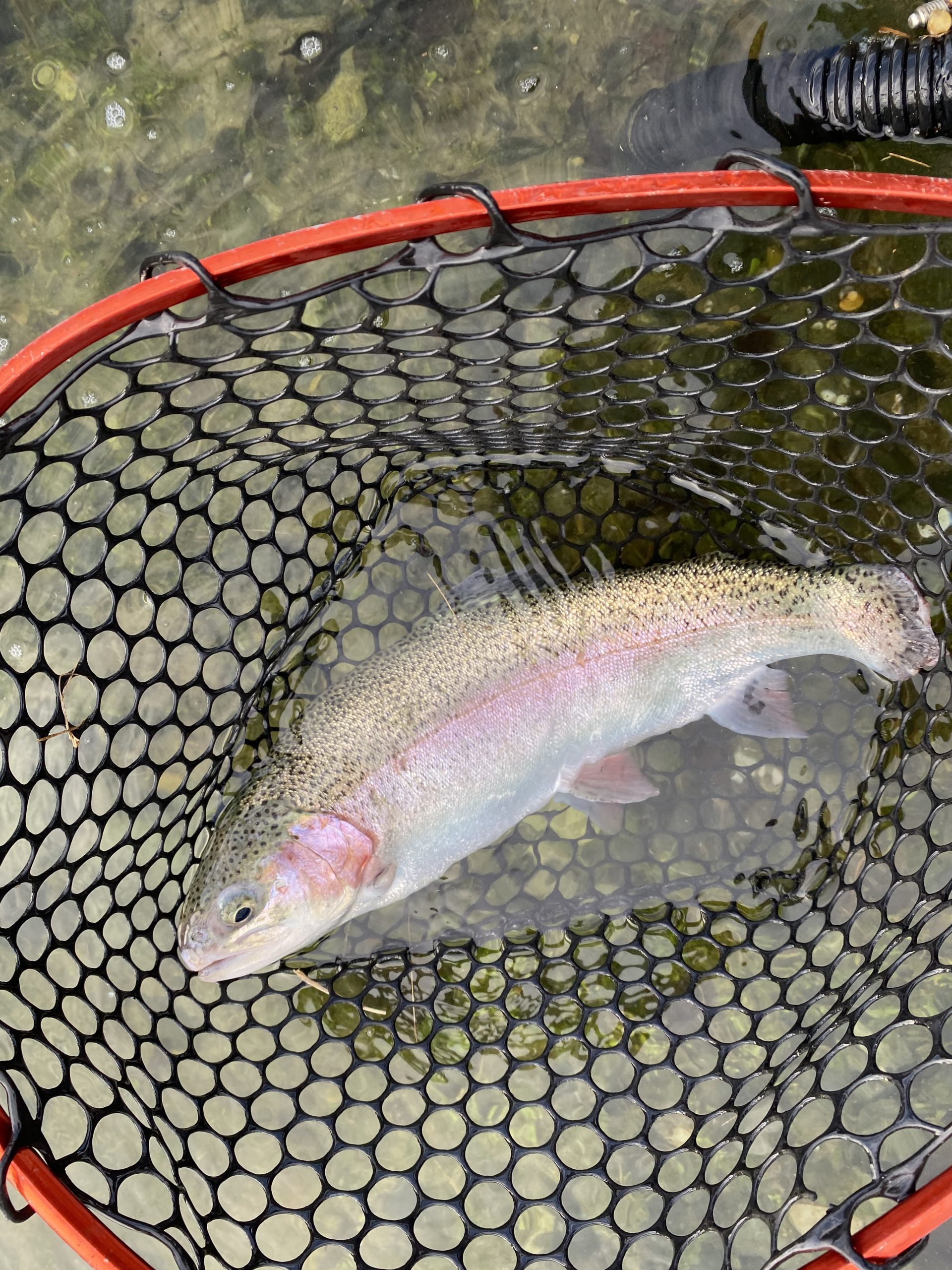 11月2日（日）　八王子市　せっきーさん