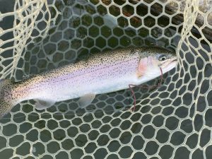 11月16日（日）八王子市　せっきーさん