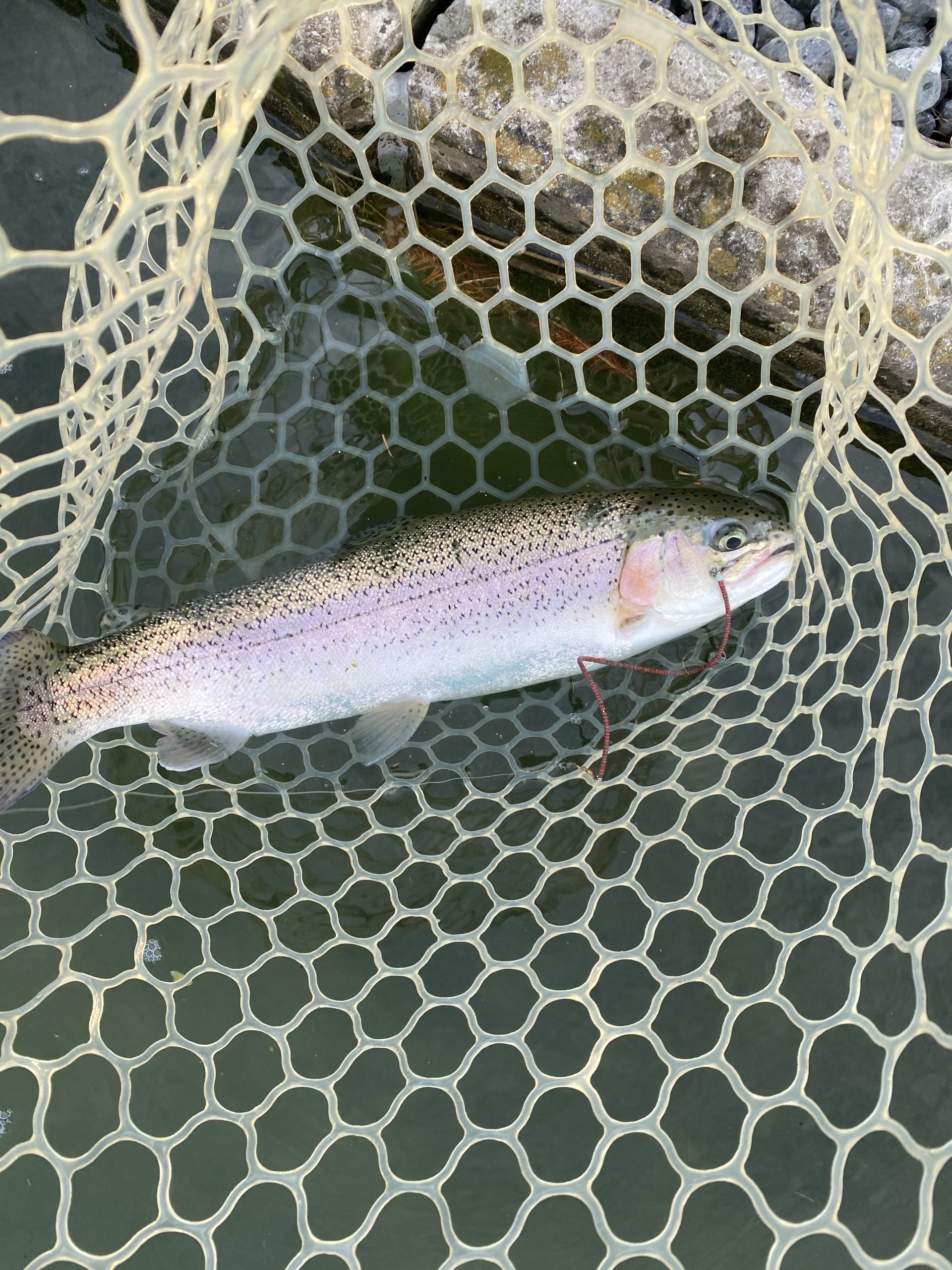 11月16日（日）八王子市　せっきーさん