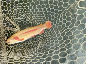 11月23日（日）八王子市　せっきーさん