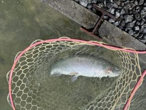 11月23日（日）あきる野市　シマさん