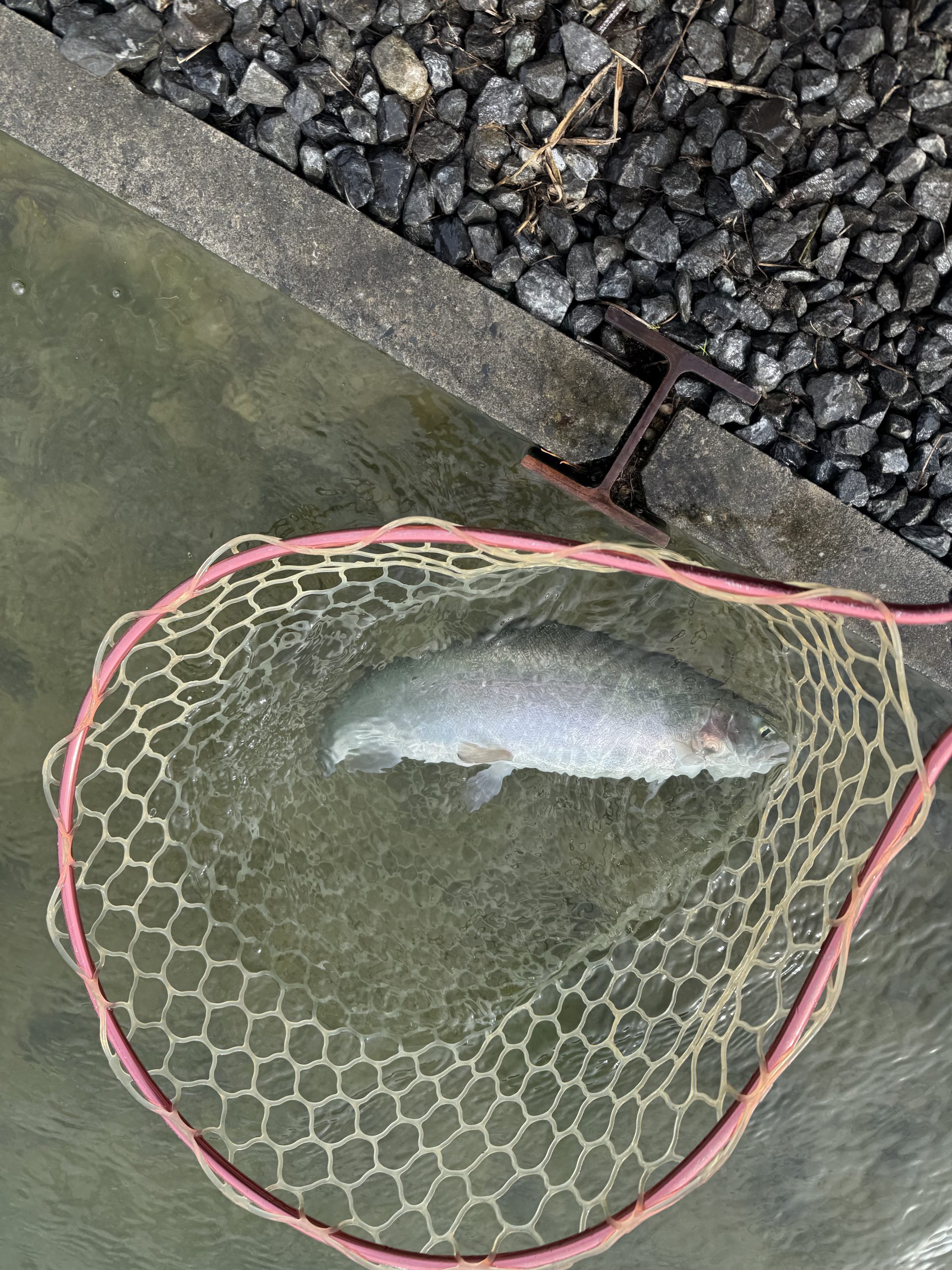 11月23日（日）あきる野市　シマさん