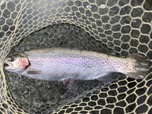 11月1日（土）日野市　オグさん